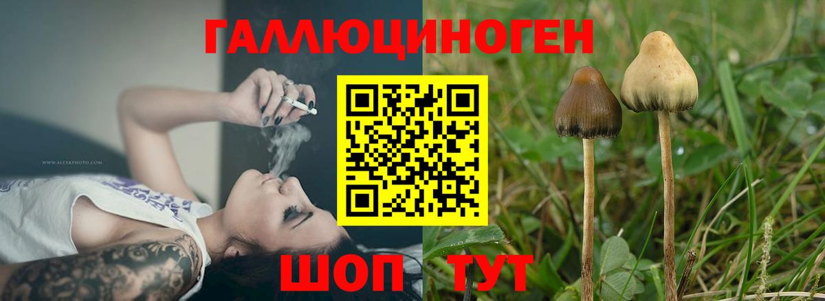 Псилоцибиновые грибы прущие грибы Минеральные Воды